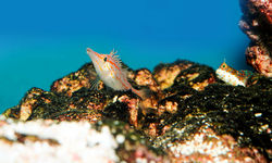Longnose Hawkfish, Western Thailand
