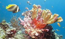 Coral and Fish, Similian Islands, Thailand