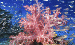 Koh Lanta Soft Coral, Thailand