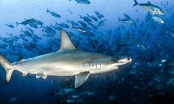 a lone hammerhead shark