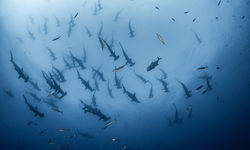 a fever of hammerheads
