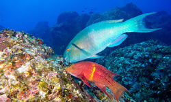 parrot fish feed on a reef