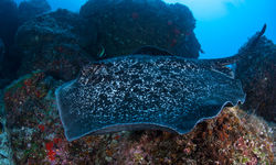 marbled sting ray