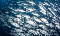 schooling trevally