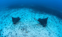 spotted eagle rays