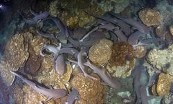 shark diving at night