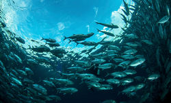 School of fish