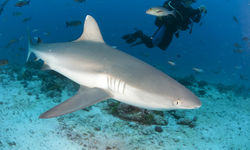 Bull Shark and Diver