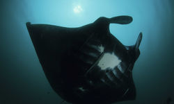 Darth Manta Ray Underwater