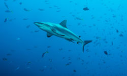 Diving in Yap, Micronesia