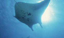 Manta Ray, Yap