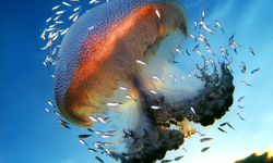 Jellyfish surrounded by fish
