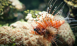 Lionfish close up, Australia