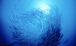 Swirl of Barracuda, Australia