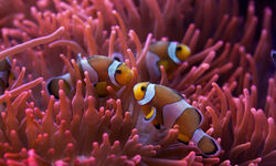 Clownfish and Anemone