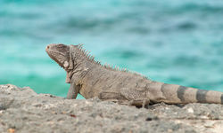 Iguana in Bonaire