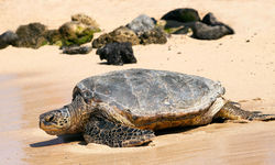 Loggerhead Turtle on the Beach