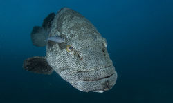 Grouper Fish