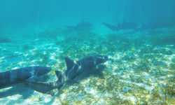 Coral sharks, Bahamas