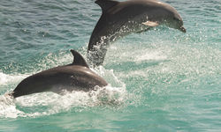 Dolphins in Andros