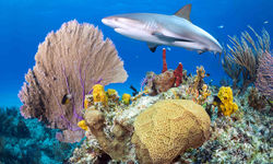 Coral Reef in Andros