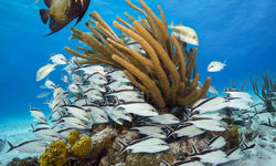 Diving in Andros, Bahamas