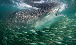 Whale Shark, Mafia Island