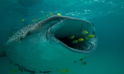 Whale Shark Feeding, Mafia Island