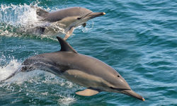 Dolphin Spotting in Italy