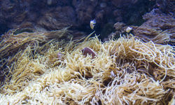 Anemones underwater Italy
