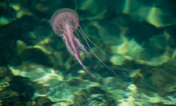 Jellyfish underwater
