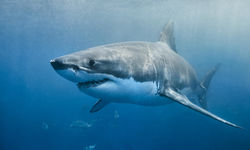 Diving with Sharks