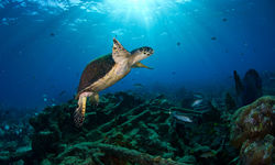Sea Turtle Underwater, Bahamas