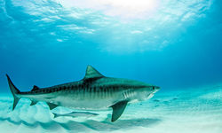 Tiger Shark Underwater