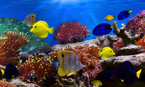 Diving in the Red Northern Sea