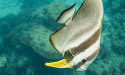 Teira Batfish Underwater