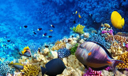 Coral Reef in Egypt