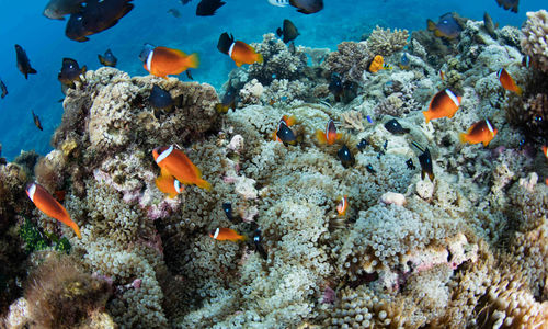 Clown fish swimming around coral