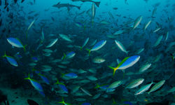 Shoal of fish at Beqa Lagoon