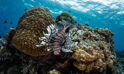 Lionfish. Beqa Lagoon, Fiji