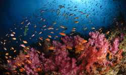 Soft Coral and fish, Fiji