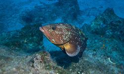 Grouper fish underwater