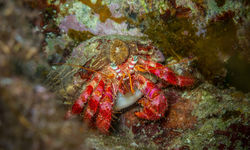 Red hermit crab in Italy