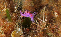 Nudibranch, Sardinia, Italy