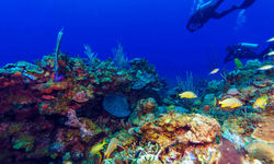 Diving in Central America