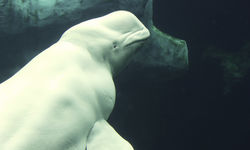Beluga underwater