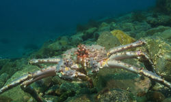 Crab underwater, Norway