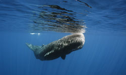 Diving with humpback whale