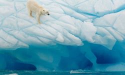 Polar bear, Svalbard