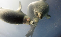 Seals underwater